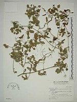 藏品(鵝鑾鼻鐵線蓮)的圖片