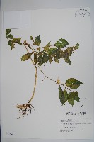 藏品(黃花鳳仙花)的圖片