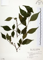 藏品(烏皮九芎、奮起湖野茉莉)的圖片