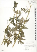 藏品(蔓烏頭)的圖片