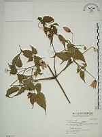 藏品(小木通)的圖片