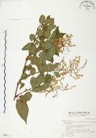 藏品(臺灣何首烏)的圖片