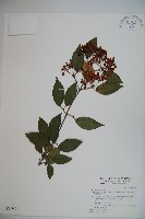 藏品(長橢圓葉莢迷)的圖片