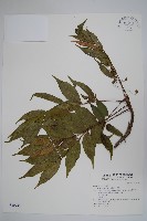 藏品(木蠟樹、山漆)的圖片