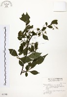 藏品(烏皮九芎、奮起湖野茉莉)的圖片