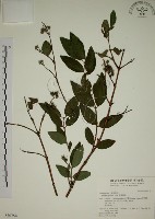 藏品(大葉溲疏)的圖片