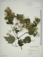 藏品(串鼻龍)的圖片