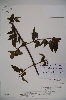 藏品(狹葉莢迷)的圖片