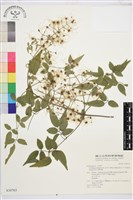 藏品(梨山小蓑衣藤)的圖片