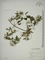 藏品(梨山小蓑衣藤)的圖片