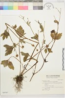 藏品(水辣菜、禺毛茛)的圖片