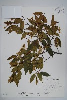 藏品(阿里山千金榆)的圖片