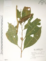 藏品(日本商陸、圓果商陸)的圖片