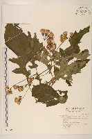 藏品(黃花三七草)的圖片