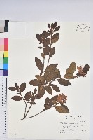 藏品(金毛杜鵑)的圖片