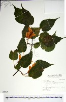 藏品(尖葉槭)的圖片