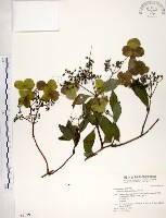 藏品(華八仙)的圖片