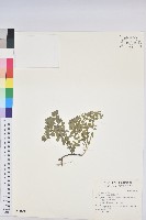 藏品(荸艾類大戟)的圖片