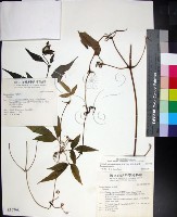 藏品(華中鐵線蓮)的圖片