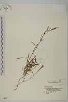 藏品(玉山石竹)的圖片