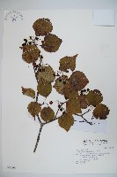 藏品(玉山糯米樹、狹葉糯米樹)的圖片