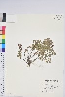 藏品(高山白珠樹)的圖片