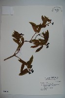 藏品(阿里山忍冬、漸尖葉忍冬)的圖片