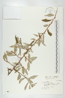 藏品(藤胡頹子)的圖片