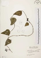 藏品(千金藤、金線吊烏龜)的圖片