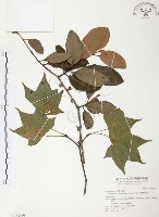 藏品(杜鵑桑寄生)的圖片