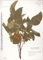 藏品(羅氏鹽膚木)的圖片