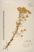 藏品(秋鼠麴草)的圖片