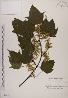 藏品(臺灣紅榨槭)的圖片