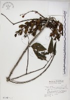 藏品(高氏桑寄生)的圖片