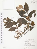 藏品(杜鵑桑寄生)的圖片