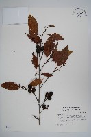 藏品(臺灣赤楊、臺灣榿木)的圖片