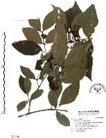 藏品(杜虹花，台灣紫珠)的圖片