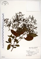 藏品(水金京)的圖片