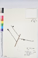 藏品(刺杜密)的圖片