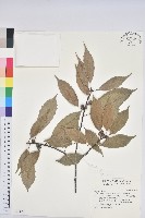 藏品(青剛櫟、鐵椆)的圖片