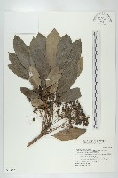 藏品(薄葉虎皮楠)的圖片