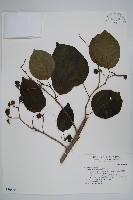 藏品(破布子)的圖片