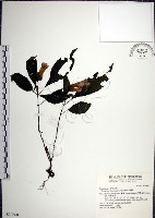 藏品(角桐草、台灣半蒴苣苔)的圖片