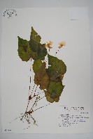 藏品(水鴨腳)的圖片
