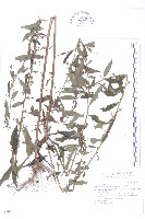 藏品(秋分草)的圖片