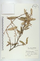 藏品(慈恩胡頹子)的圖片