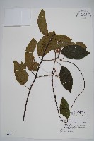 藏品(闊葉獼猴桃)的圖片