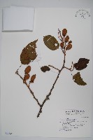 藏品(硬齒獼猴桃)的圖片