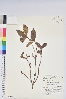 藏品(棲蘭山杜鵑)的圖片