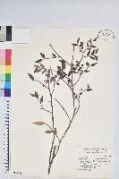 藏品(毛蕊花)的圖片